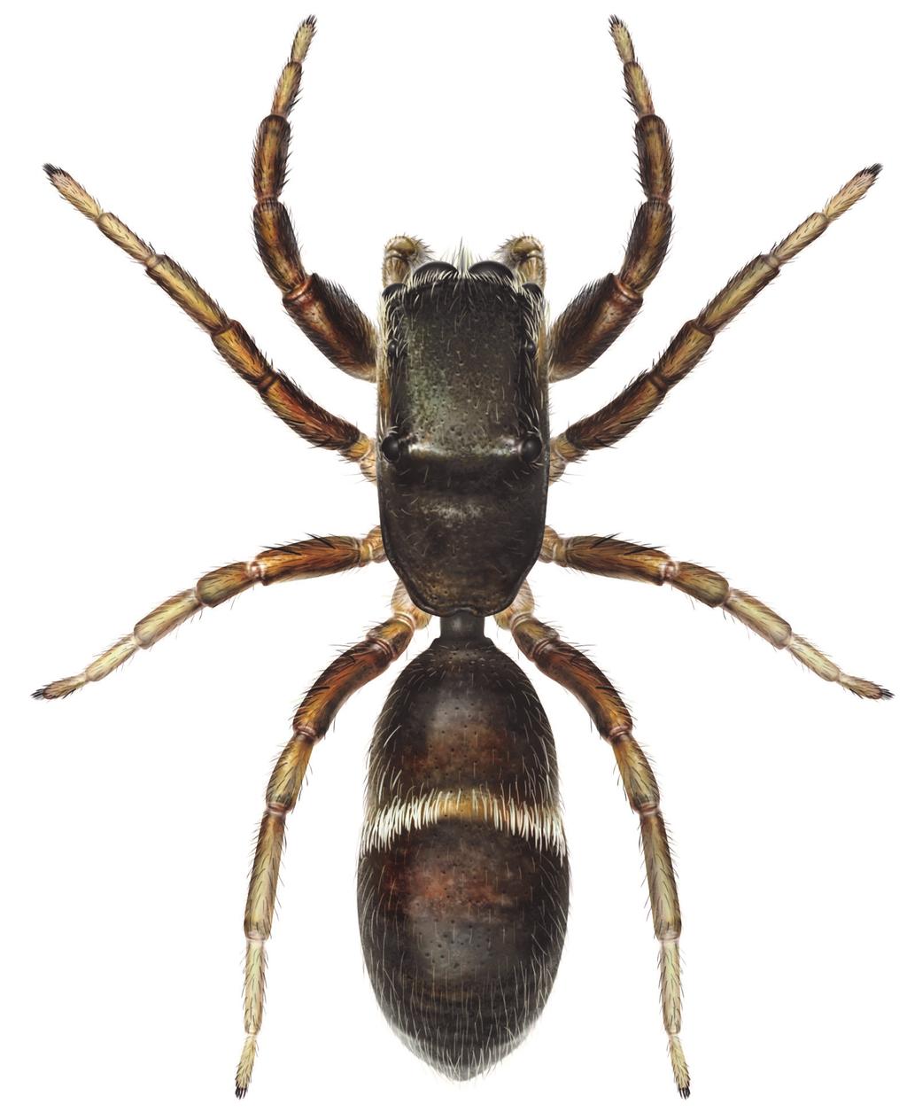 Stackmyrespindel Synageles venator Torvmyrespindel Synageles hilarulus Hane: 2,5-3,0 mm, hona: 2,5-3,5 mm. Könen lika. Framkropp långsmal och med relativt låg profil.