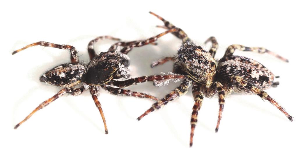 VAD ÄR EN HOPPSPINDEL? Hoppspindlar (Salticidae) är världens artrikaste spindelfamilj med totalt fler än 5 000 arter.