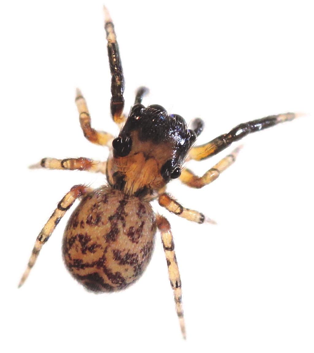 Hoppspindlarna kännetecknas också av en oftast kompakt kroppsform med ganska fyrkantig framkropp, relativt korta kraftiga ben och tätt behårad kropp.