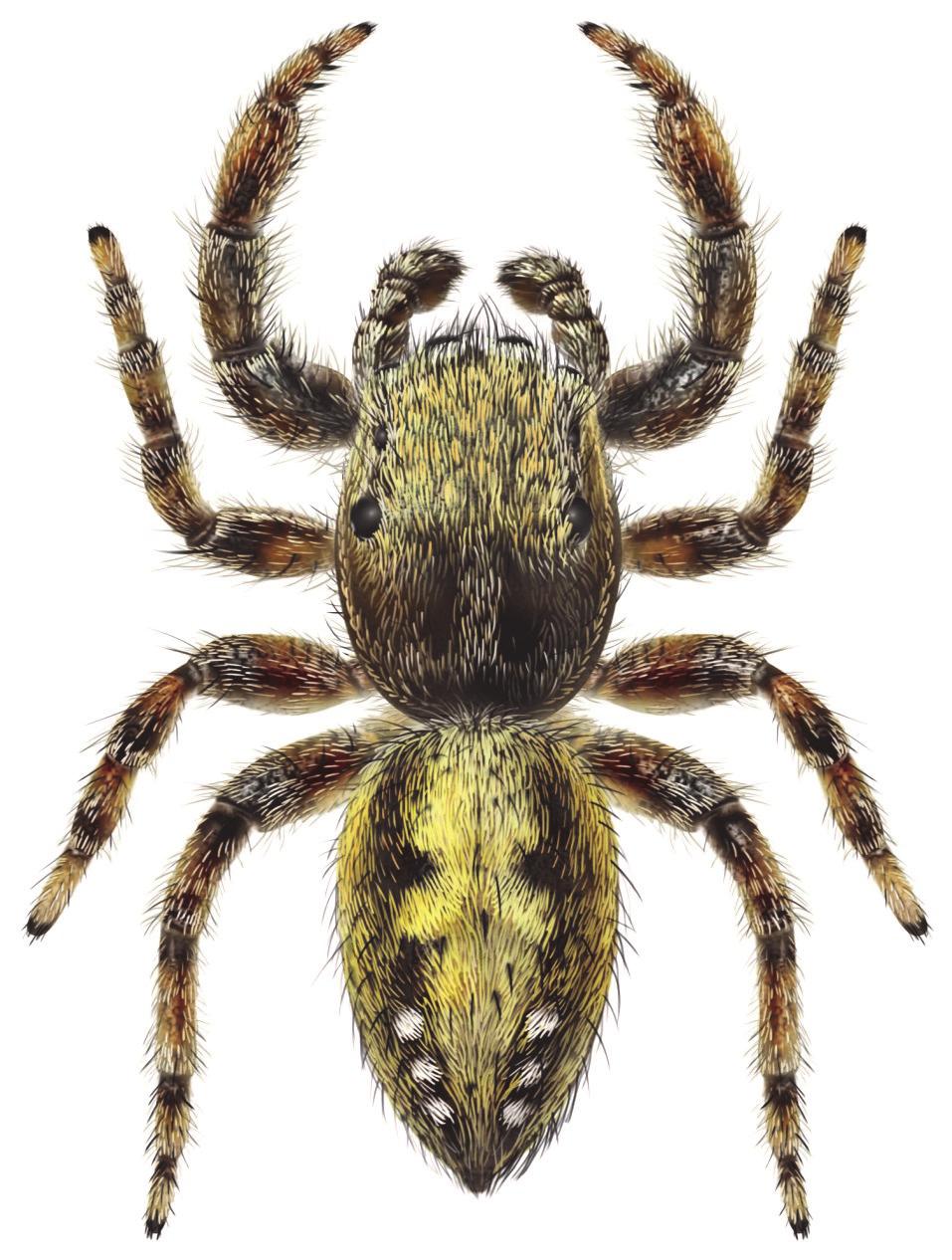 Spjuthoppspindel Dendryphantes hastatus Barrhoppspindel Dendryphantes rudis Hane: Längd 5,7-7,5 mm.