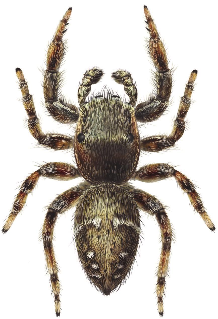 rudis (denna har istället ljusa band ut mot sidorna). Baktill två rader ljusa prickar. Ben med strödda gulaktiga hår.