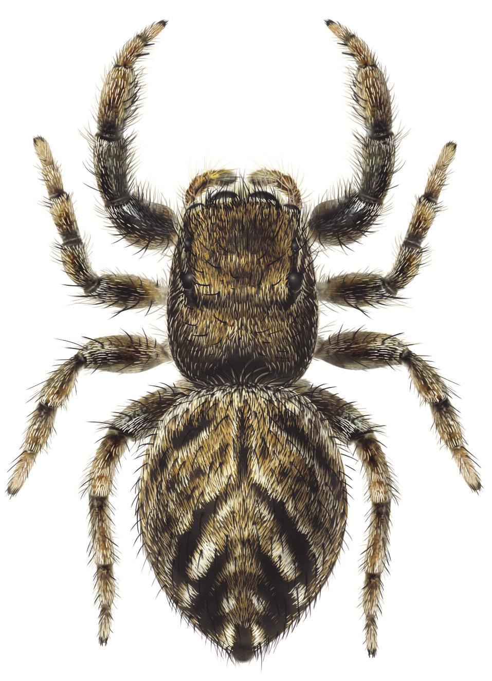Lohoppspindel Evarcha