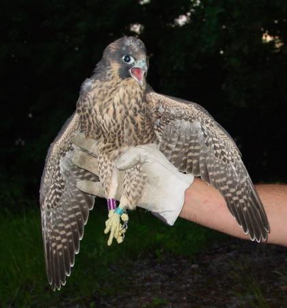 Leksand Naturnatten, 5 juni Vilda