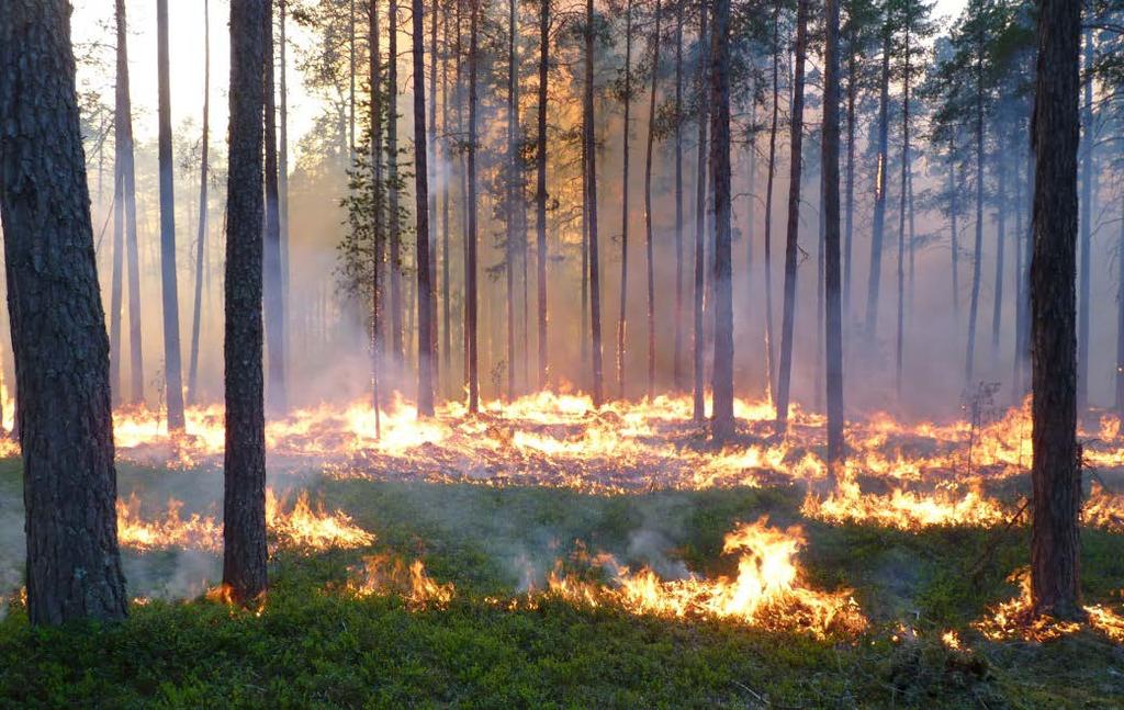 hålla kanterna. Vid start och under första timmen fanns hela styrkan i anslutning till vägen där vi startade. Därefter fanns minst en person på plats vid vägen hela tiden.