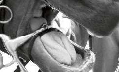 Tungband Tungbandet hindrar hästen från att lägga tungan över bettet och tungan från att hamna för långt bak i svalget. Tungbandet ska vara oelastiskt och tillverkat i läder, nylon eller plast.