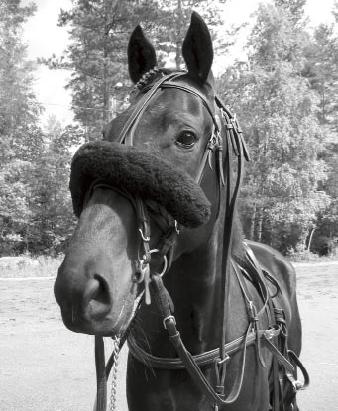 Det ska vara behagligt för hästen samtidig som körsven eller ryttare ska kunna kontrollera hästen. Illasittande huvudlag eller huvudlag med vassa delar kan orsaka smärta och skada.