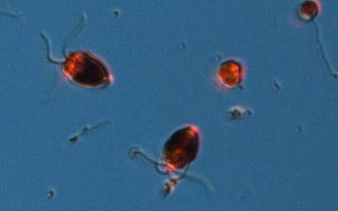 The potentially toxic Dinophysis acuta and cells from the genus Heterosigma were in the sample. The cryptomonads were most abundant and only a few diatom species were at this station.