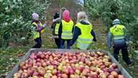 Under Äppelmarknaden guidar vi er genom vår odling i Skogsdala, Kivik.