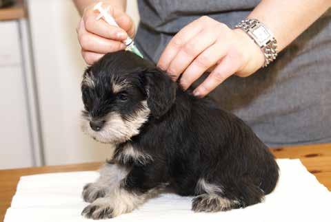 Vaccination Vi rekommenderar att du regelbundet vaccinerar din hund. Då har den ett gott skydd mot allvarliga och smittsamma sjukdomar.