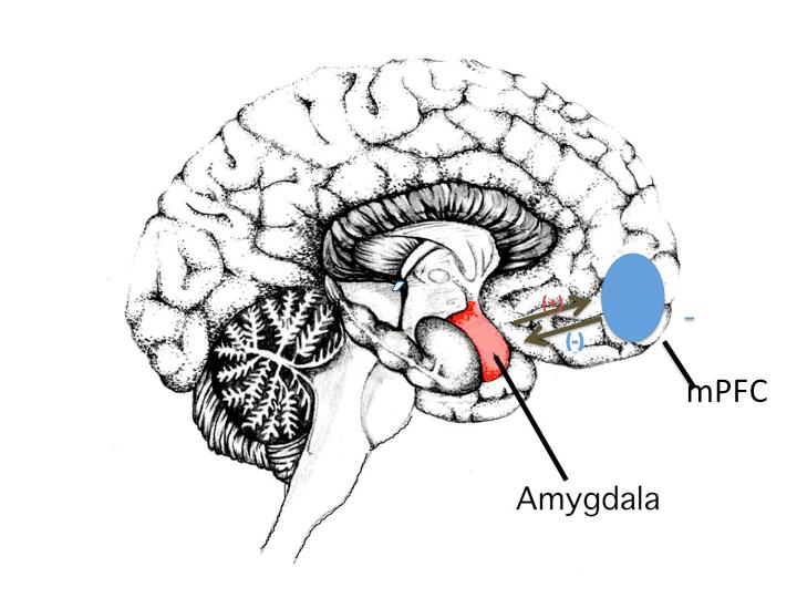 Changes of the Brain in Relation to Occupational Stress Vägar till utmattning Vägen till