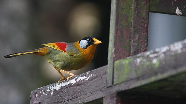 Västmalaysia 25 mars 4 april 2018 med Göran Pettersson Silver-eared Mesia, en art vi tittar efter i Fraser s Hill. Foto: Göran Pettersson Varmt välkommen på AviFaunas resa till Västmalaysia!