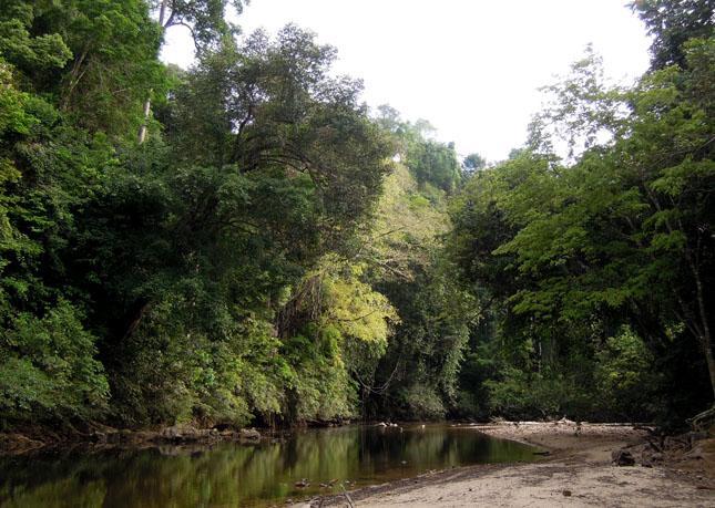 Biflödena till Tahan River i Taman Negara är verkligen jungfrulig mark och ger spännande skådning.