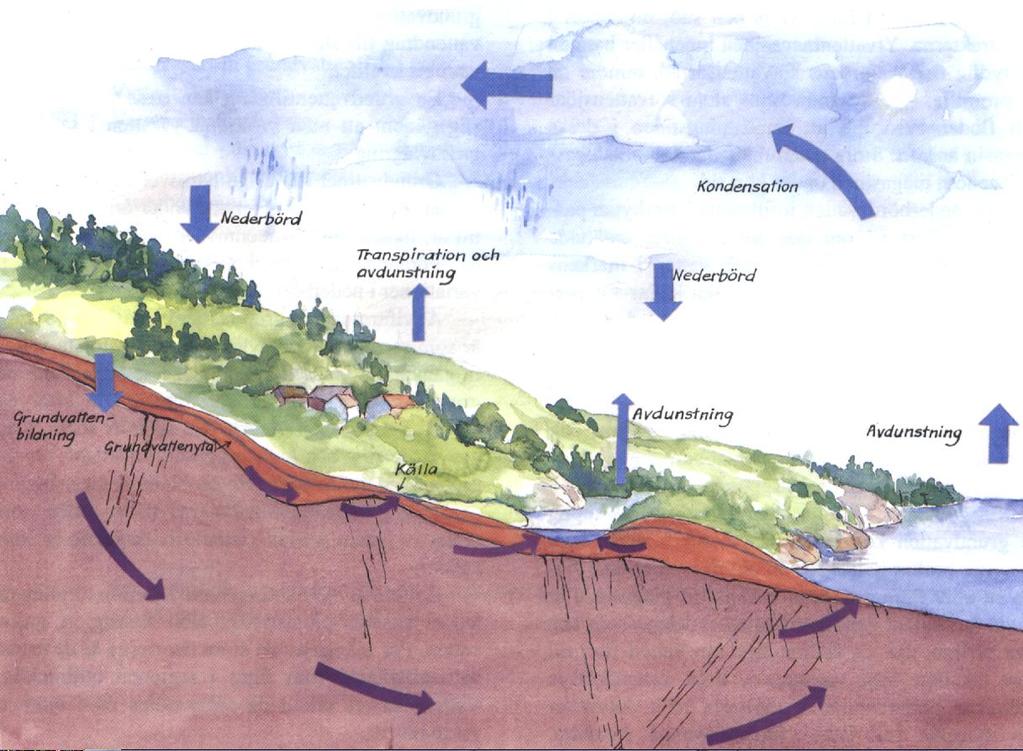 Vattnets kretslopp Nederbörd Transpiration och avdunstning