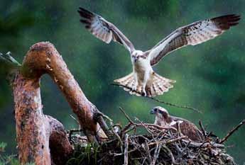 fåglar. Han är bildredaktör i Västergötlands Ornitologiska Förenings tidskrift Grus.