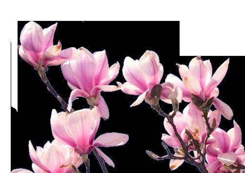 Under magnoliorna planteras fina marktäckare och rikligt med vårlökar.