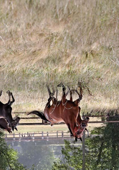 Haras de