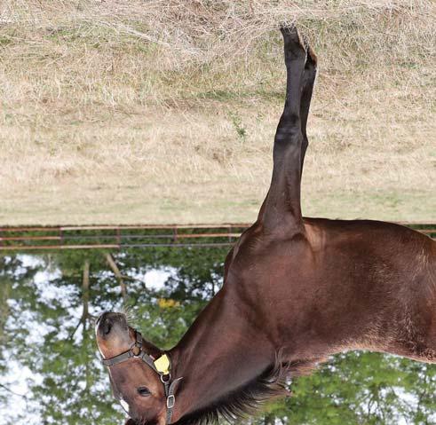 Global Bred To Win (NO) sto 30 mars 2017 First Eleven L. född 2005 (3 avk 2013-2017) 2013 Global Top Story (NO) sto (e. Donato Hanover) 2014 Global Wildfire (NO) hingst (e.