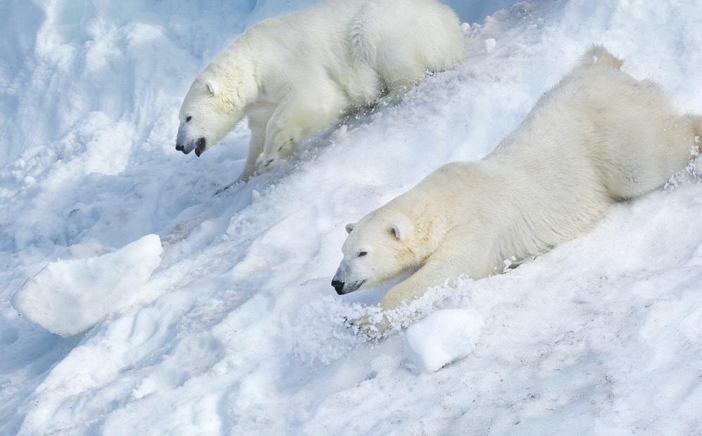 Orsa Rovdjurspark Sagolandet Tomteland Verksamhet Orsa Rovdjurspark är belägen mitt i Orsa Grönklitt, och är Europas största rovdjurspark på 325 000 kvadratmeter.