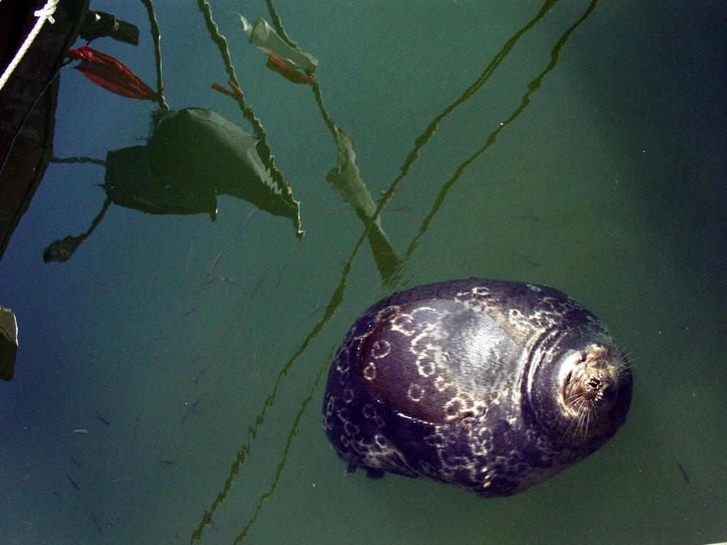 Vikare (Phoca hispida)