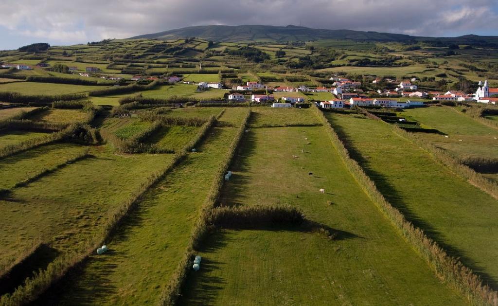 KaskeloNer & delfiner Utanför Pico är havet djupt, ibland över 2 000 meter djupt. En miljö som är perfekt för de residenta kaskeloflockar som lever runt Pico året runt.