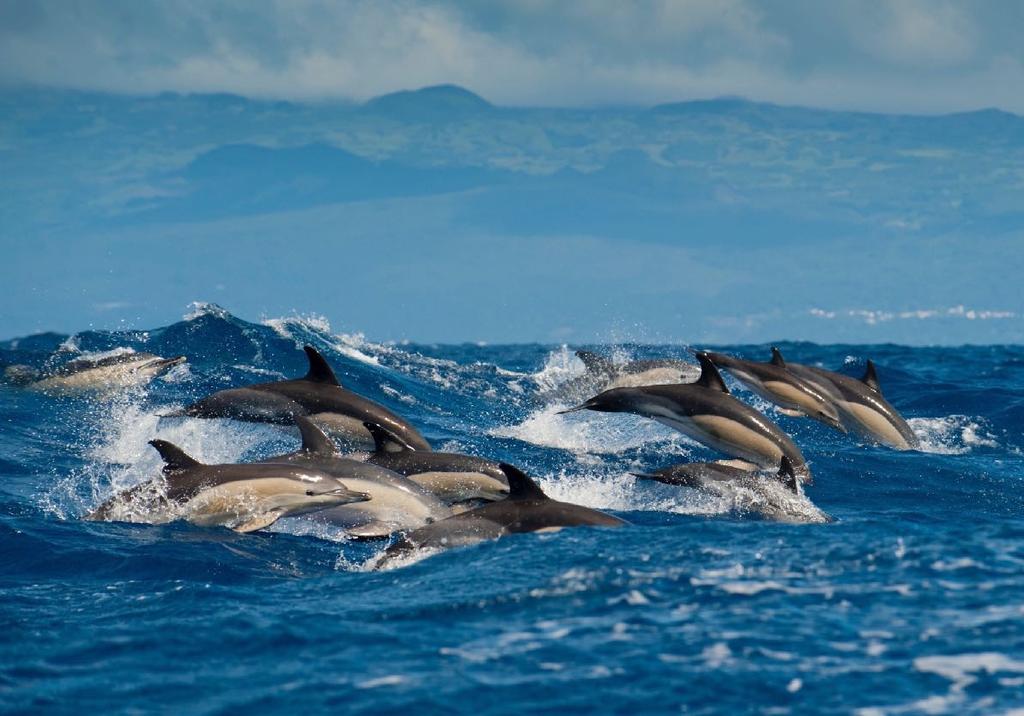 A@ skåda delfiner i deras naturliga miljö är en stor upplevelse, men a@ simma med delfiner i den blå oceanen är oförglömligt.