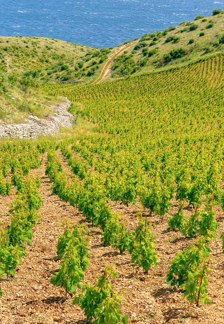 Viner man stöter på i Kroatien: Stolno vino Bordsvin som framställts av en eller flera sorters druvor. Ett buteljerat bordsvin uppger inte vilken druva det är framställt av.
