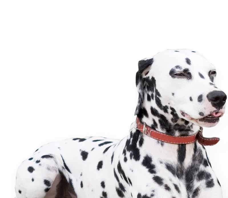 PRICKSÄKRA VOVAR FRÅN KROATIEN 75 Pricksäkra vovar från KROATIEN // Vid norra Medelhavet vid den bergiga kroatiska kusten ligger Dalmatien, den region som dalmatinern kanske fått sitt namn ifrån.