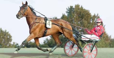 Niky Flax Test Drive D tredje av Johan Untersteiners Deryhästar som också höll på att vinna sin uttagning m fick ge sig för Gareth Boko. Niky Flax är framtag av Johan som haft häst sedan åringstid.