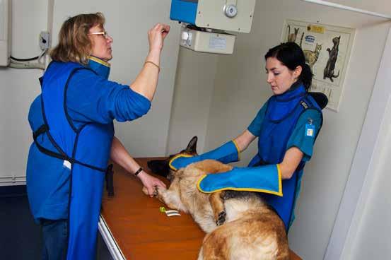 DEL IV Något säkert samband mellan graden av benpålagringar och smärtsymtom finns inte, men unga hundar, med måttliga eller kraftiga pålagringar, visar ofta stelhet och hälta, framförallt efter hård