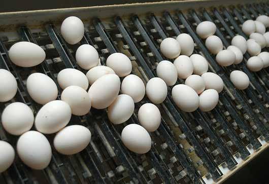 Beskrivning av ägg- och matfågelproduktionen Avelsdjur för ägg- och matfågelproduktion Det första steget i produktionen är de avelsdjur som utgör grunden för de produktionsdjur som ska användas till