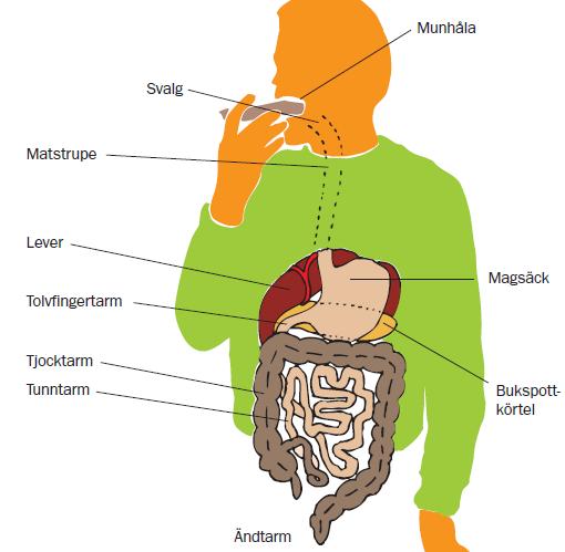 Kapitel 4 Kroppens energiomsättning Sida 3 av 10 Matsmältningsapparaten Matsmältningsapparaten ska bryta ned föda och ta upp näringsämnen.