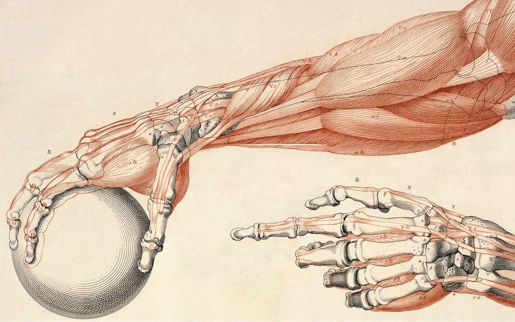 Träning av fingerstyrka Anatomi fingrar