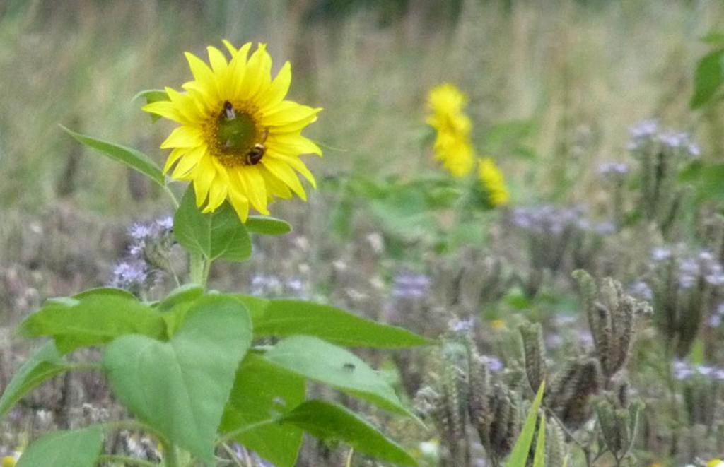 blötsnön och kylan förstört alla bladen. Den har lång utvecklingstid, 150-180 dagar för full skörd. Fodermärgkål trivs bäst på näringsrika jordar i god kultur, med låg förekomst av kvickrot.