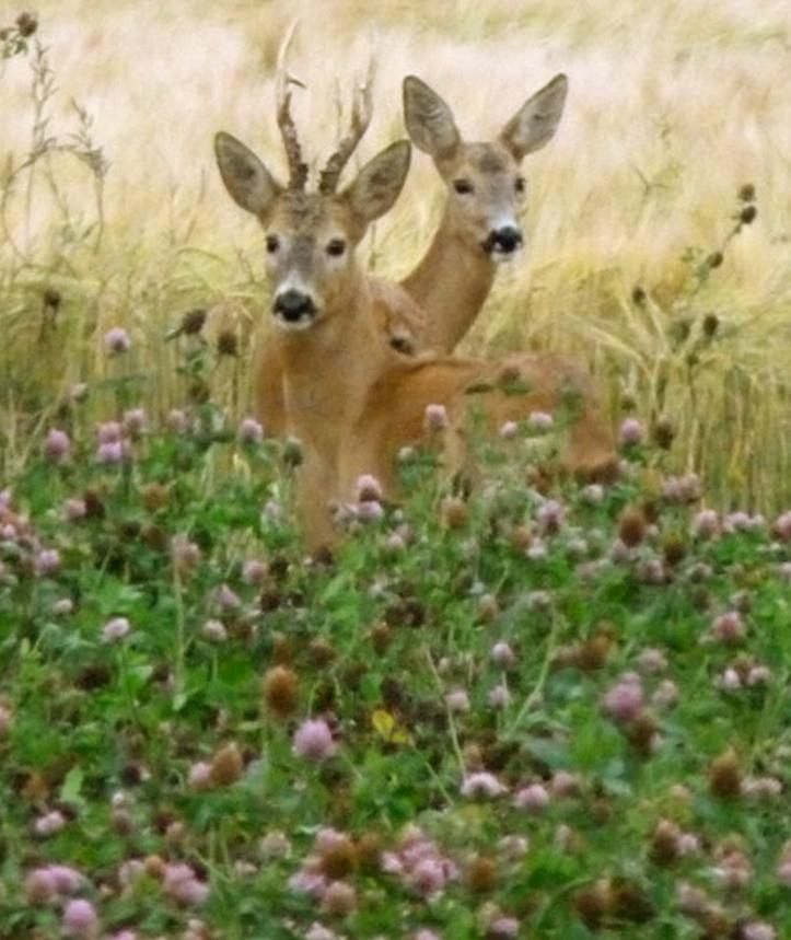 ettåriga blandningar Väljer man att så in en blandning av flera arter ökar odlingssäkerheten. Tanken är att blandningarna ger täckande vegetation under lång tid, gärna genom vintern.