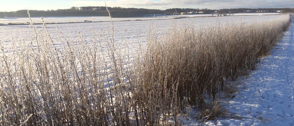 Vi väljer gräs, baljväxter och örter som används i vallodling. Hjort, rådjur & småvilt Klövervall med örter Älg äter med förtjusning klövervall.