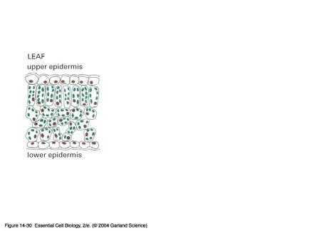 5) Mathews & van Holde (1996, fig 17.