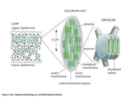 jpg Proteiner inbäddade i tylakoidmembranet