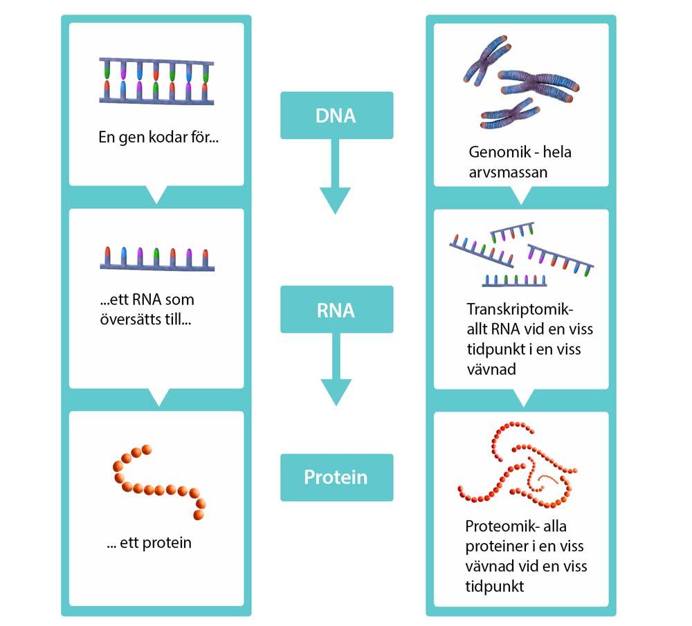 6.3.4 Större skillnader mellan olika sorter än mellan GMO och icke GMO Omiker (från engelskans omics) är ett samlingsnamn på en grupp tekniker som blivit allt vanligare under de senaste åren (se