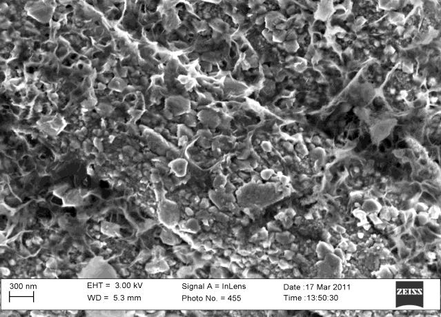 Figur 7. SEM-bild, 33 gångers förstoring. Vid 33 gångers förstoring uppvisar ytterytan en kornig eller porös struktur. 4.6.2 Energidispersiv röntgenspektroskopi.