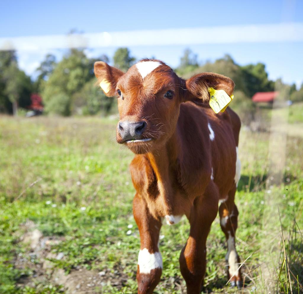Areella näringar Med areella näringar menas de näringsgrenar som använder land eller vatten för produktion eller fångst av biologiskt relaterade varor och tjänster.