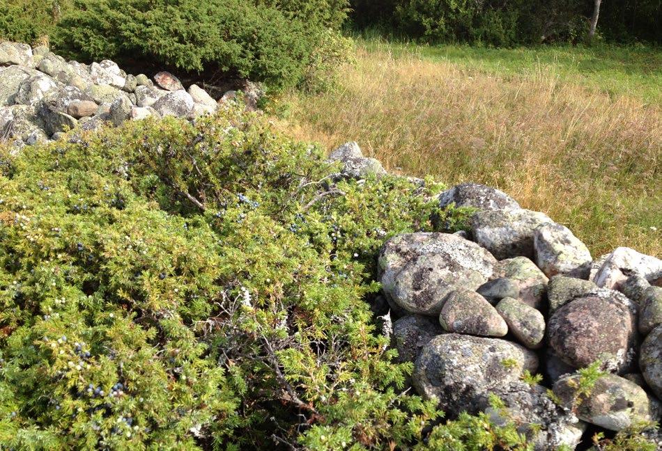 Ekologiskt särskilt känsliga områden Med ekologiskt känsliga mark och vattenområden anses vattenförekomster med miljökvalitetsnormer, vatten- och markområden som är hårt belastade av