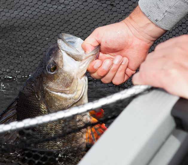 abborre - back to basic Tips på bra ställen Strömsatta sund kring sund söker sig betesfisk såsom löja, och annan vitfisk Risvålar Underhåll era risvålar under årenslopp så kommer du att bli belönad