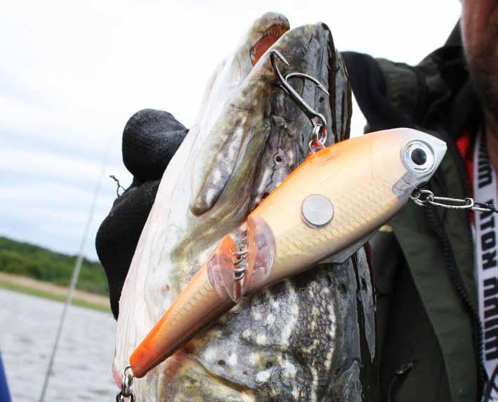 gäddan - på hugget året runt På våren när isarna släpper så är gäddan oftast ganska köldstel. Fiska då extra långsamt.