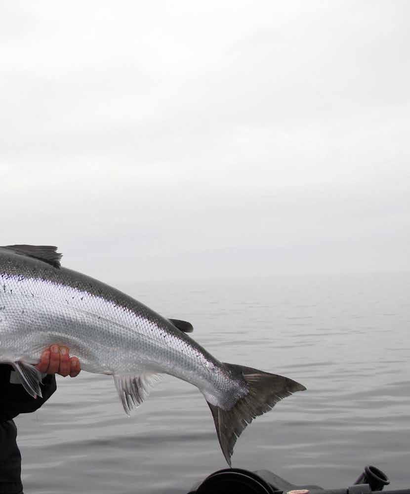 den ädla jakten Vinterfiske Man kan ha mycket bra fiske under våra vintermånader. Detta gäller båda sjöarna.