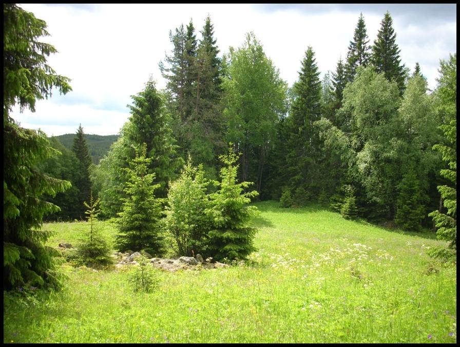 Öppna rika ängar En liten skärv av de stora öppna ängarna vid finnbyn Bertils För att nämna några på vår finnmark: Lindesnäs, Närsen, Håvberget, Västerfallet, Kölaråsen, Sigfridstorp, Digerliden och