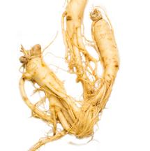 U UR 1000-ÅRIG SÄGEN Ginsengrot GINSENG GAGNAR FÖRSTÅELSEN STÄRKER KROPPEN OCH FÖR- LÄNGER LIVET Ginseng som finns i båda emulsionerna är en stärkande och kraftfull ört.