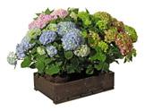 lerkruka HORTENSIA 99 KR ORD.