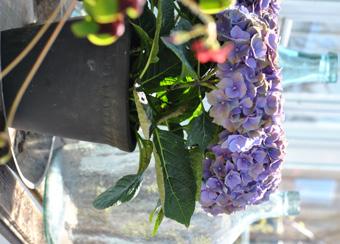 Tv, ovan: lavendel. Nedan: trifolium, hortensia, snöflinga million bells, hängbegonia. VAD TRIVS VAR?