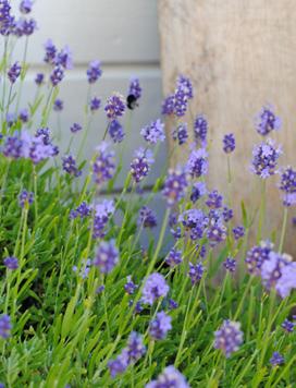 Vi har fullt av vackra blommor i våra växthus som passar såväl för soliga, halvskuggiga och skuggiga lägen.