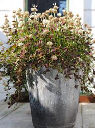 Tänk bara på att välja blommor som trivs i samma typ av läge, så du inte väljer att plantera en blomma som trivs i skugga